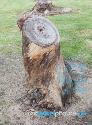 Cutting Of Dry Tree Stump On Dirt Field Stock Photo