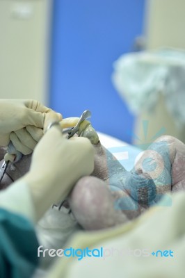 Cutting The Umbilical Cord Stock Photo