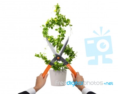 Cutting Us Dollar Plant Stock Photo