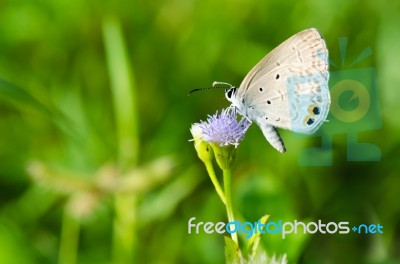 Cycad Blue Or Plains Cupid Butterfly ( Chilades Pandava) Stock Photo