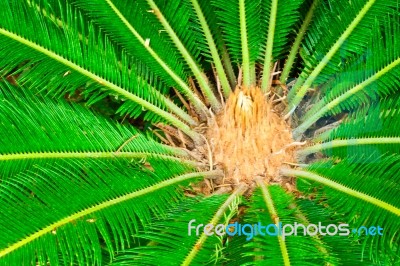 Cycad (cycas) Plant Stock Photo