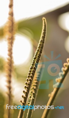 Cycas Stock Photo