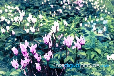 Cyclamens Field Stock Photo