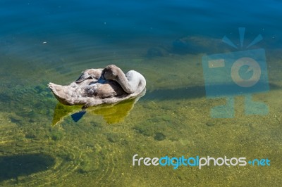 Cygnet Illuminated In The Sunshine On Lake Hallstatt Stock Photo