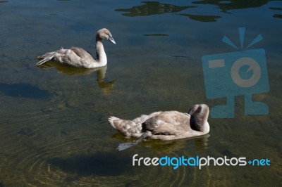 Cygnets Illuminated In The Sunshine On Lake Hallstatt Stock Photo