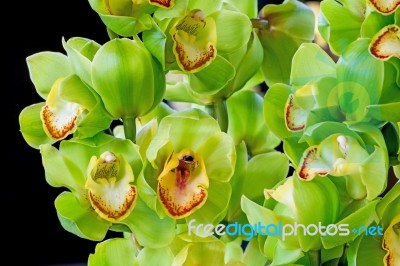 Cymbidium Stock Photo