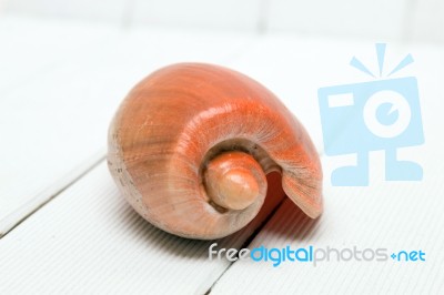 Cymbiola Seashell Stock Photo