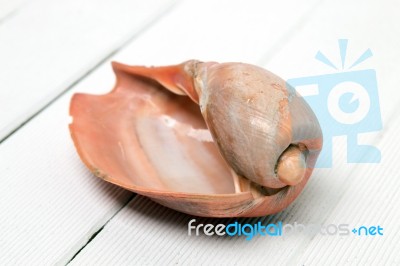 Cymbiola Seashell Stock Photo