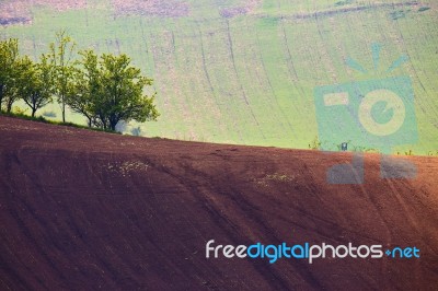 Czech Moravia Hills. Agriculture. Arable Lands In Spring Stock Photo