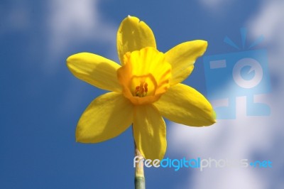 Daffodil Stock Photo