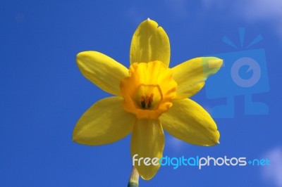 Daffodil Stock Photo