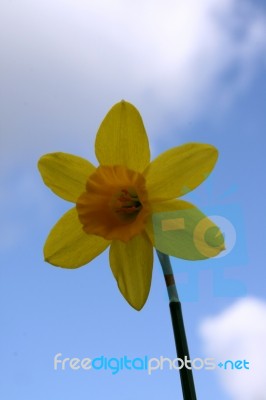 Daffodil Stock Photo