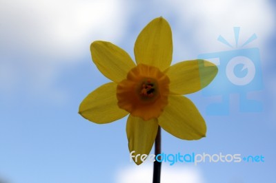 Daffodil Stock Photo