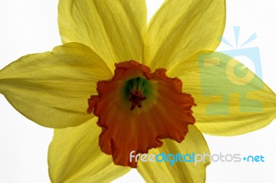 Daffodil Stock Photo