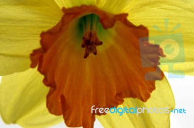 Daffodil Stock Photo