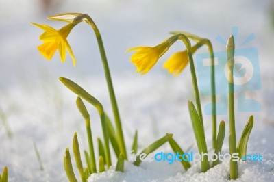 Daffodil Blooming Through The Snow Stock Photo