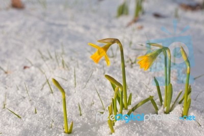 Daffodil Blooming Through The Snow Stock Photo