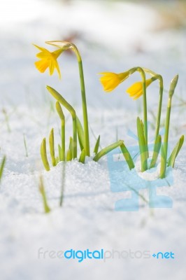 Daffodil Blooming Through The Snow Stock Photo