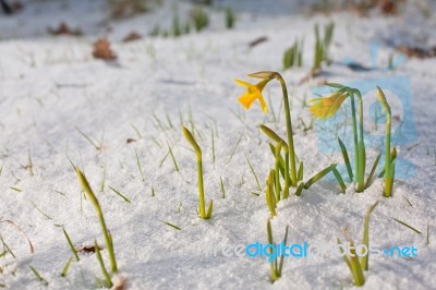 Daffodil Blooming Through The Snow Stock Photo