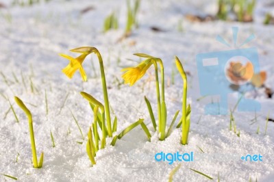 Daffodil Blooming Through The Snow Stock Photo