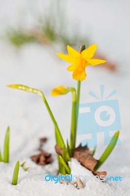 Daffodil Blooming Through The Snow Stock Photo