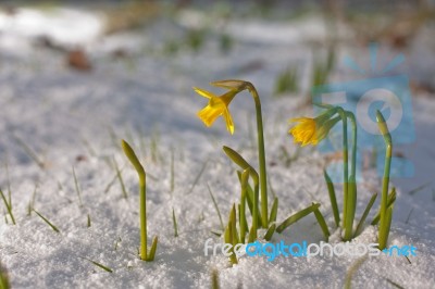 Daffodil Blooming Through The Snow Stock Photo