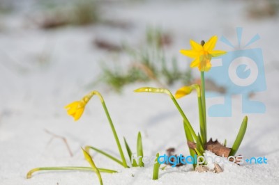 Daffodil Blooming Through The Snow Stock Photo