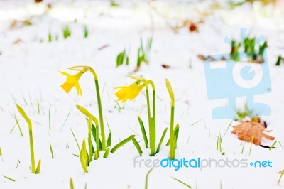 Daffodil Blooming Through The Snow Stock Photo