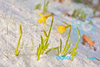 Daffodil Blooming Through The Snow Stock Photo