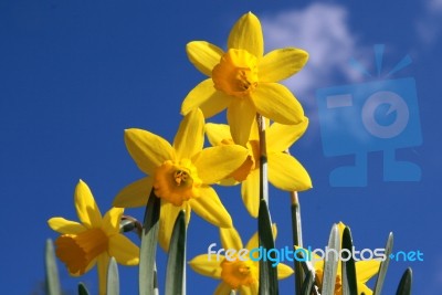 Daffodils Stock Photo