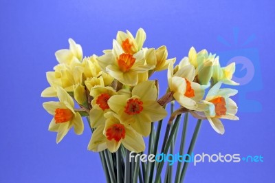 Daffodils Stock Photo