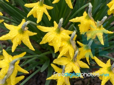 Daffodils After The Rain Stock Photo