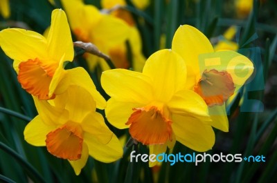 Daffodils In Spring Stock Photo