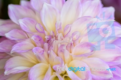 Dahlia Hybrid Flower Stock Photo