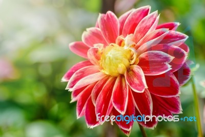 Dahlia Hybrid Flower Stock Photo