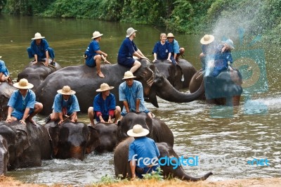 Daily Elephant Bath Show In North Of Thailand Stock Photo