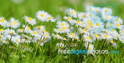 Daisies Stock Photo