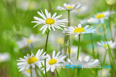 Daisies Stock Photo