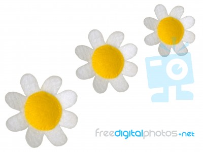 Daisies Stock Photo