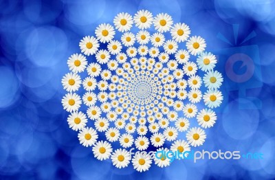 Daisies Circle Stock Photo