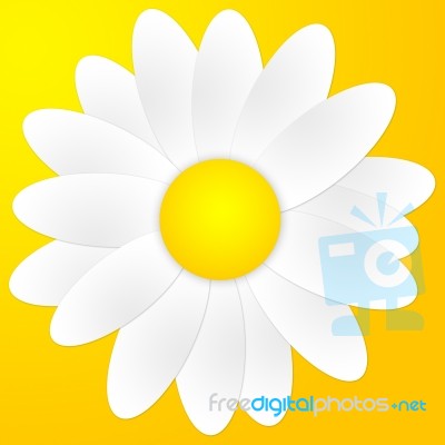 Daisy Stock Image