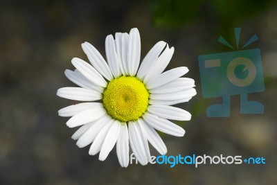 Daisy Stock Photo