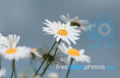 Daisy Stock Photo