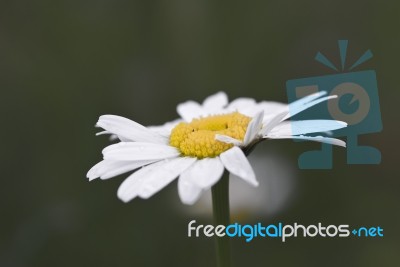 Daisy Stock Photo