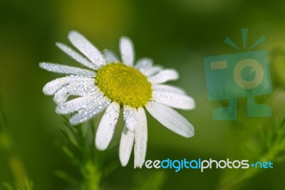 Daisy Stock Photo