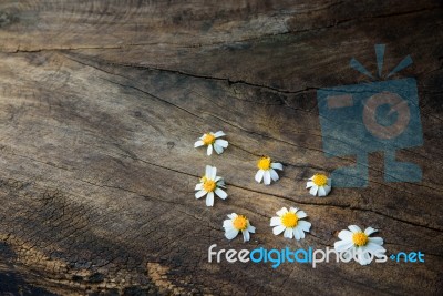 Daisy Chamomile Flowers On Wooden Background Stock Photo