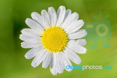 Daisy Flower Stock Photo