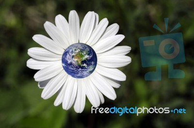 Daisy Flower And Earth Stock Photo