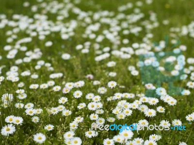 Daisy Flowers Stock Photo