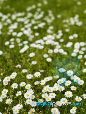 Daisy Flowers Stock Photo